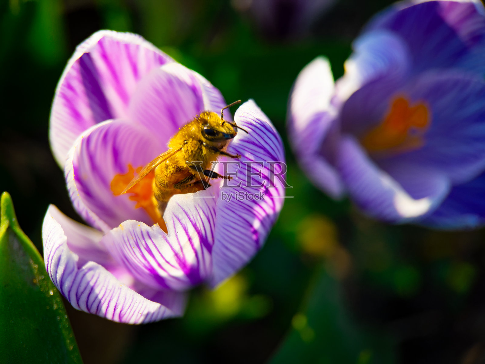 蜜蜂在磨粉照片摄影图片