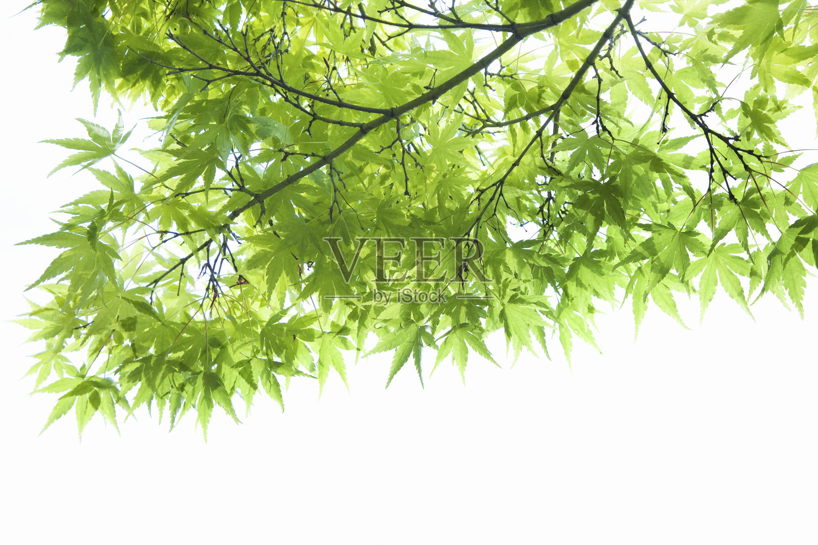 鲜绿枫照片摄影图片