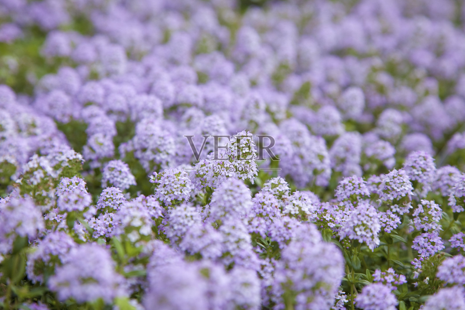 百里香照片摄影图片