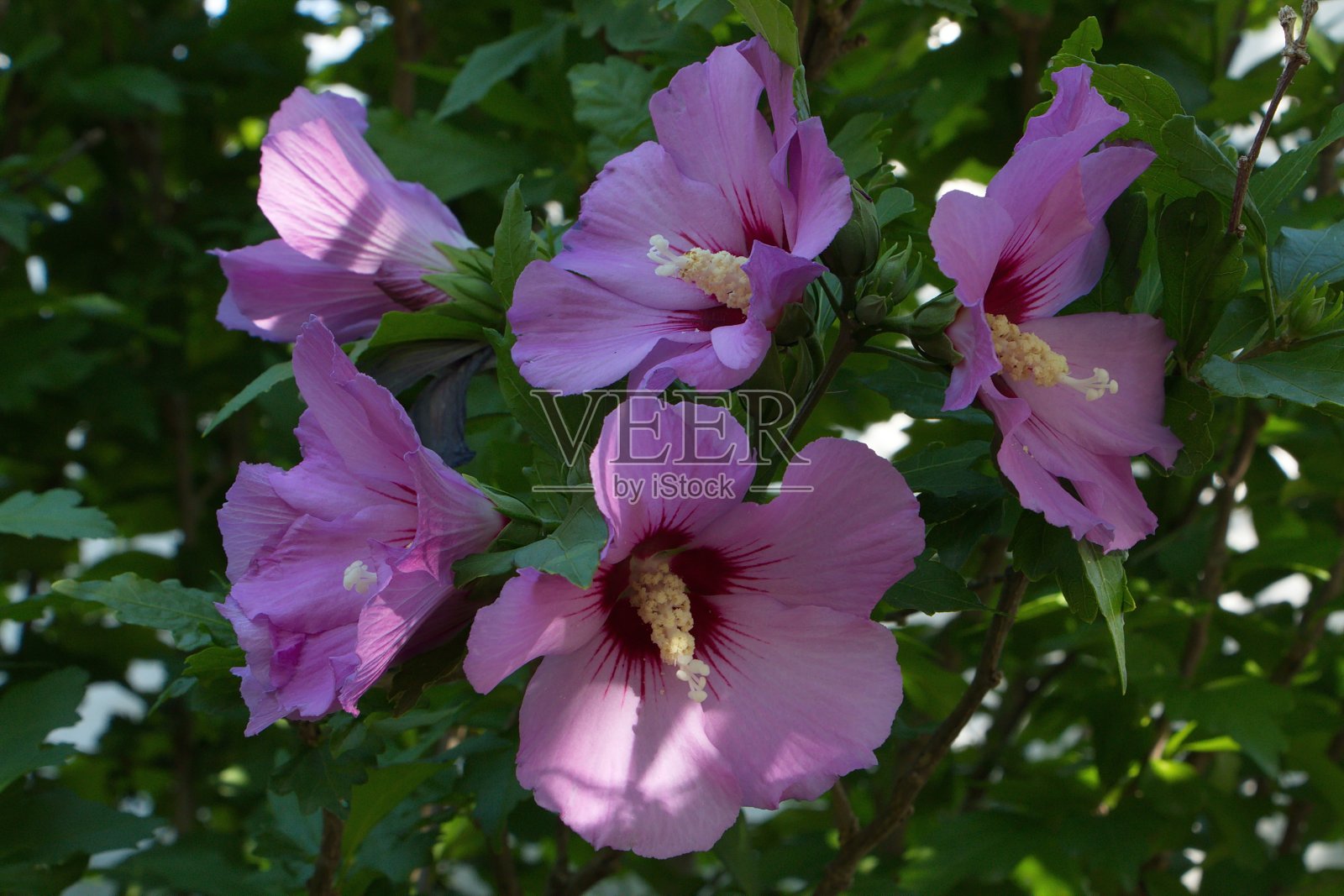 在欧洲奥地利的一个花园中盛开的木槿花照片摄影图片