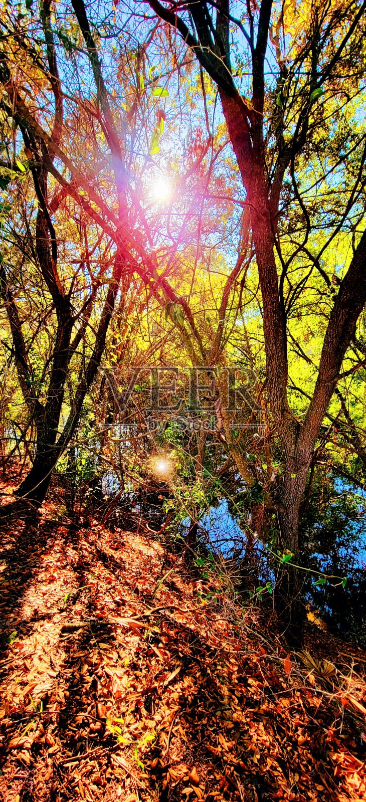 阳光穿过树枝照片摄影图片