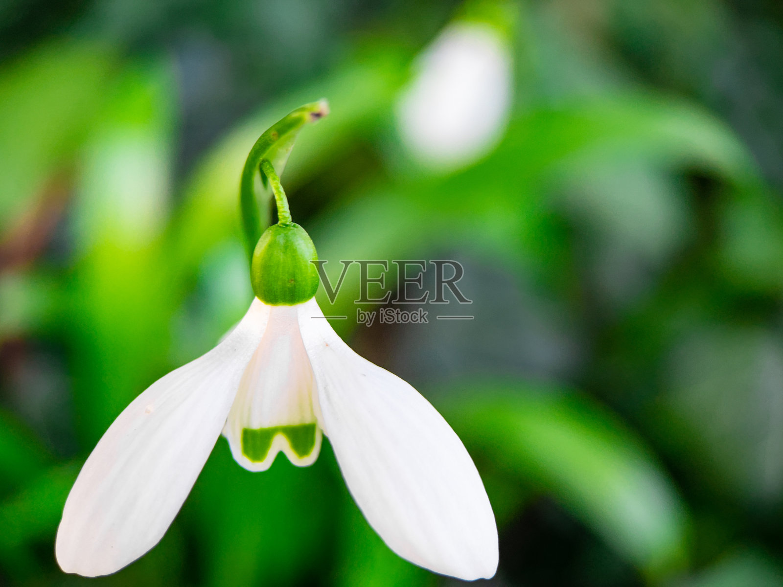 花在春天照片摄影图片