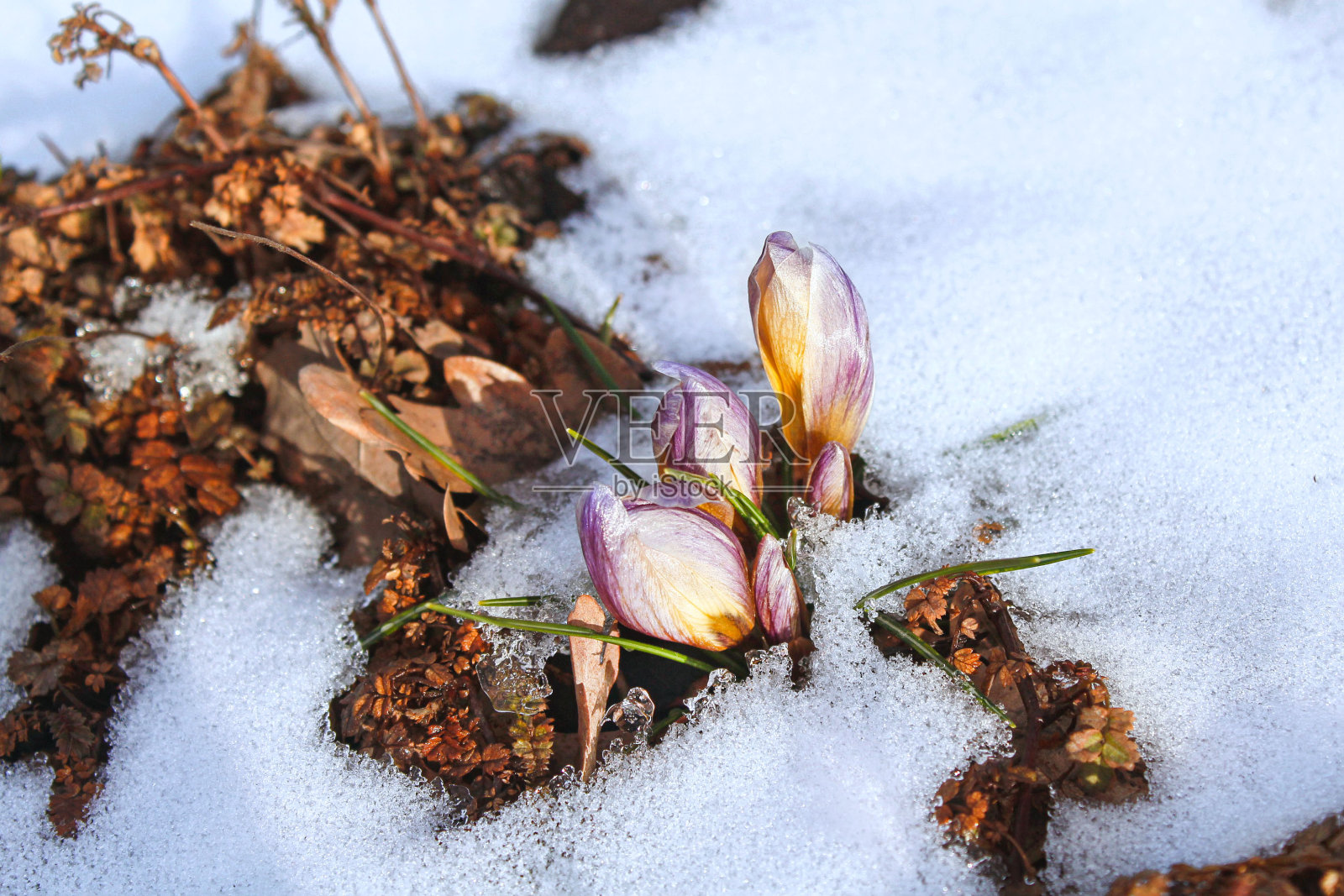 春天的第一朵花下了雪。冬天的背景照片摄影图片