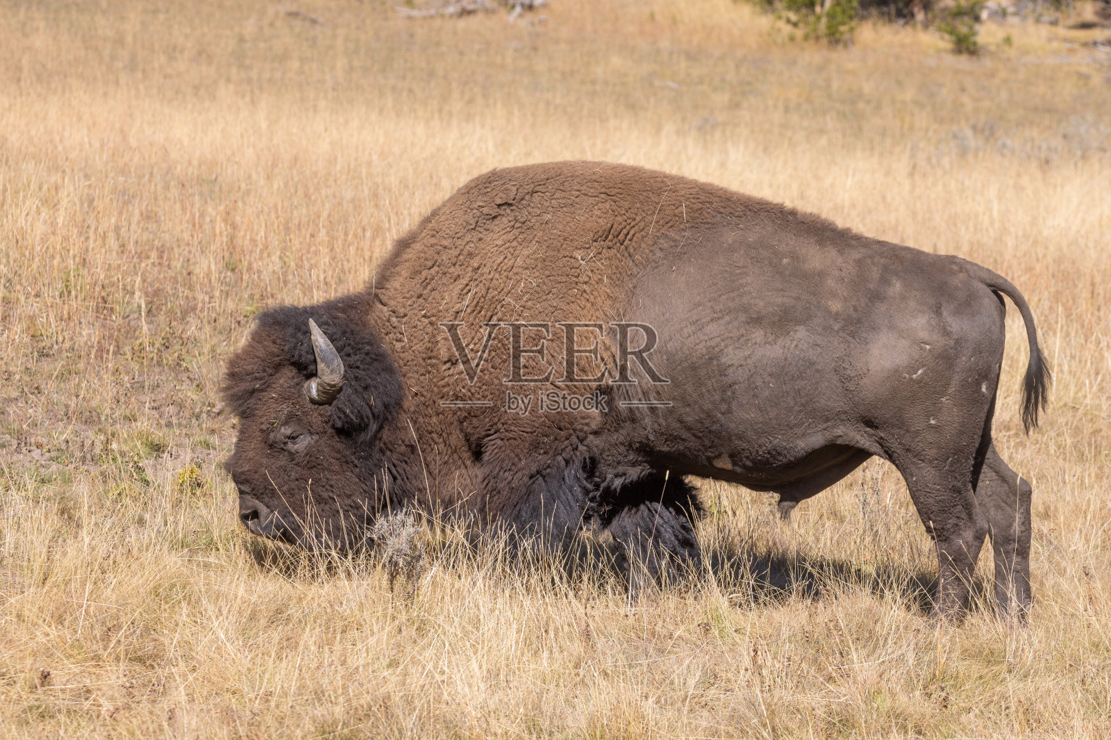 秋天怀俄明州的野牛照片摄影图片