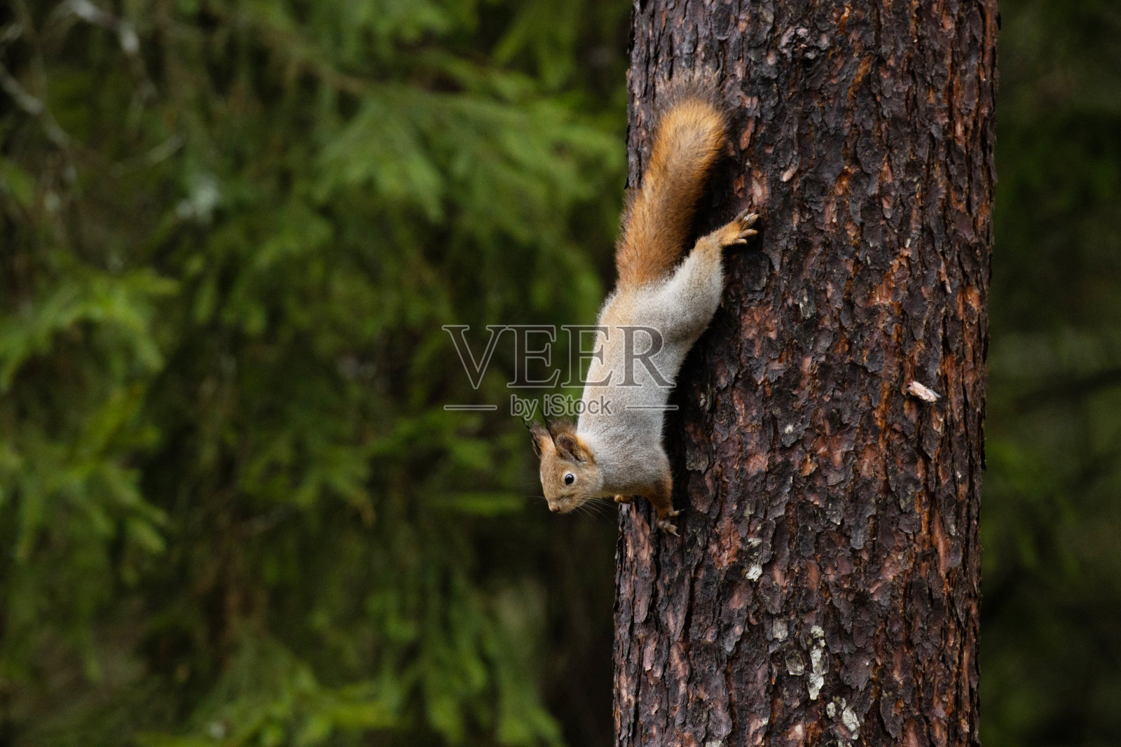 好奇的红松鼠，Sciurus vulgaris倒立在一棵老松树上照片摄影图片