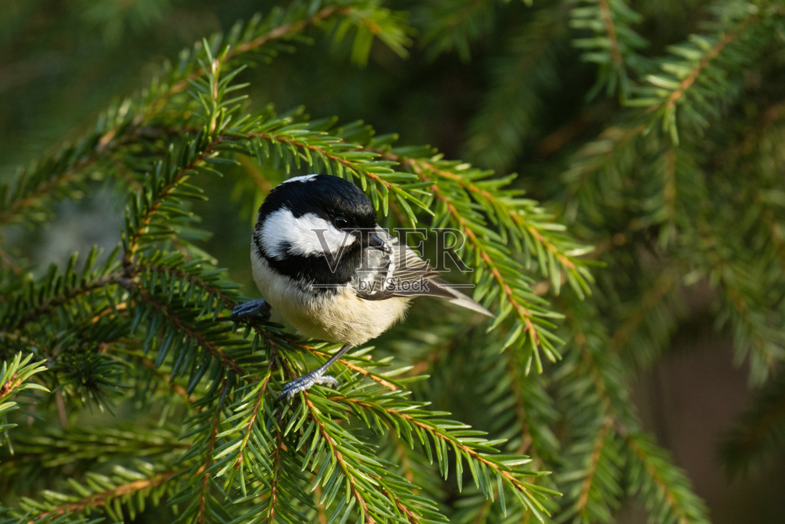 小而不安分的煤山雀栖息在云杉的树枝上照片摄影图片