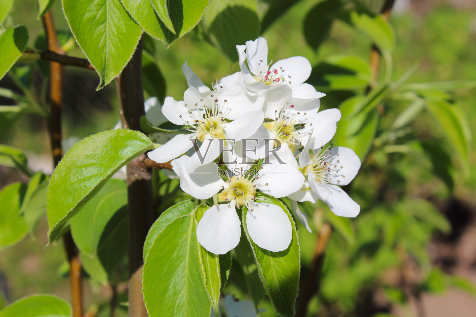 梨花枝上美丽的白花。在春天开花。开花。特写镜头。背景。风景。照片摄影图片