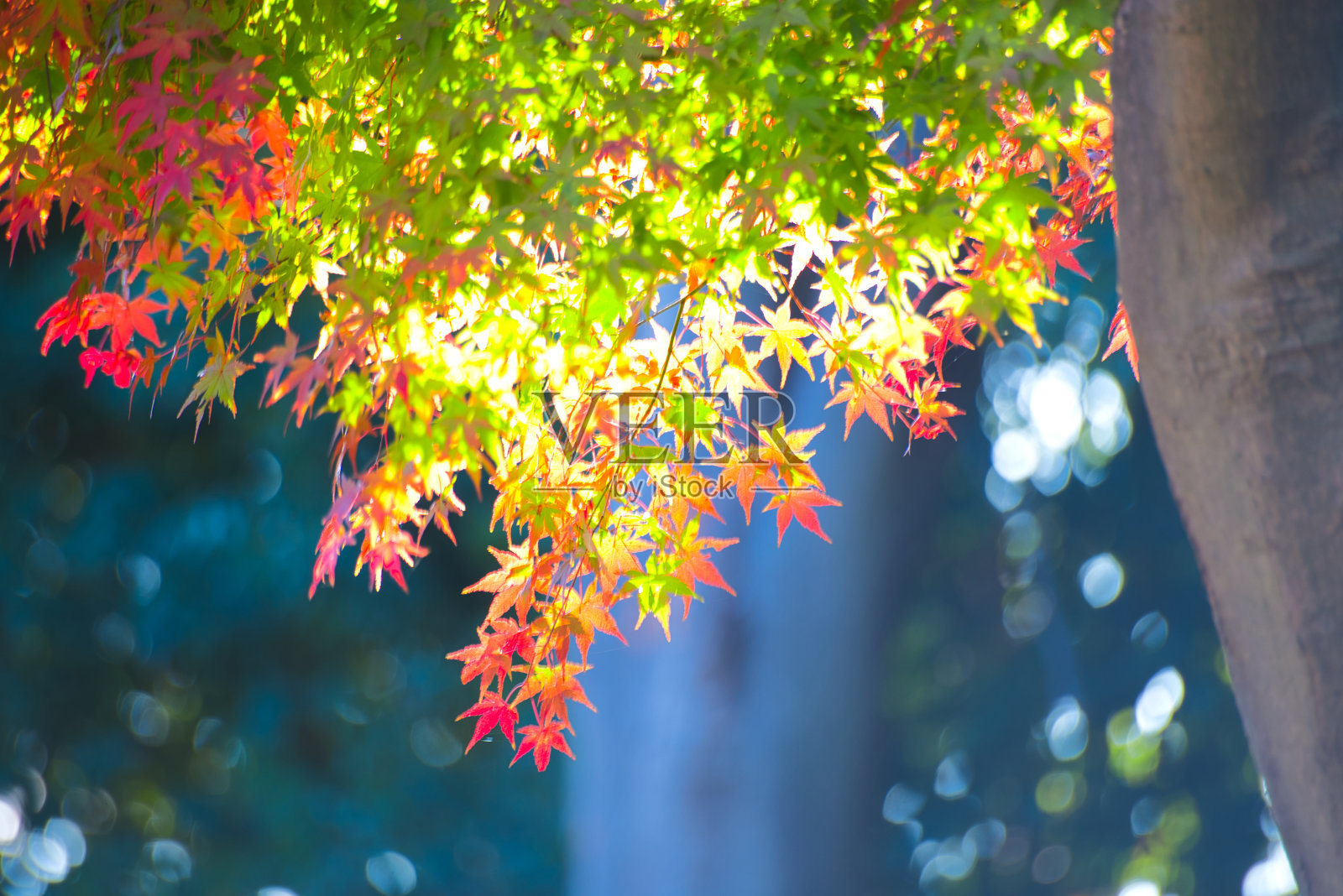 秋叶在树枝间闪闪发光。照片摄影图片