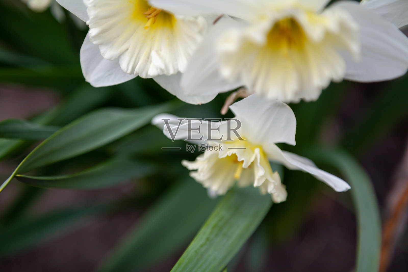 美丽的水仙花绿色的茎照片摄影图片