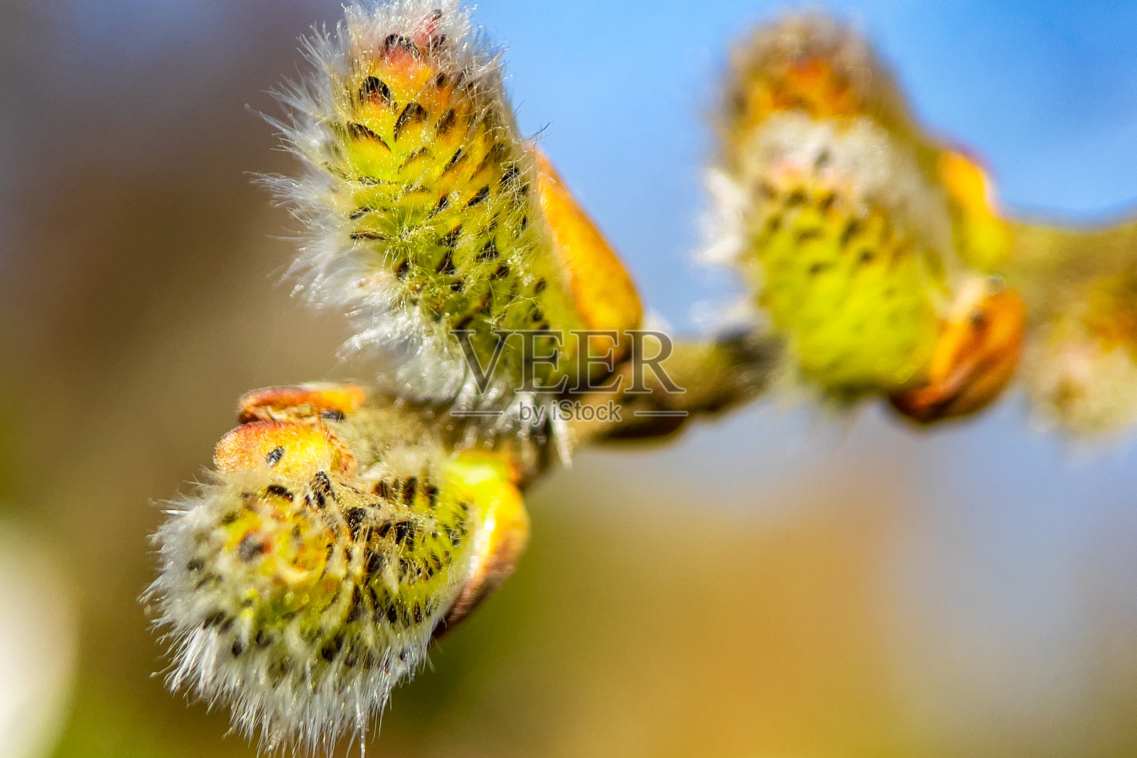 花在春天照片摄影图片
