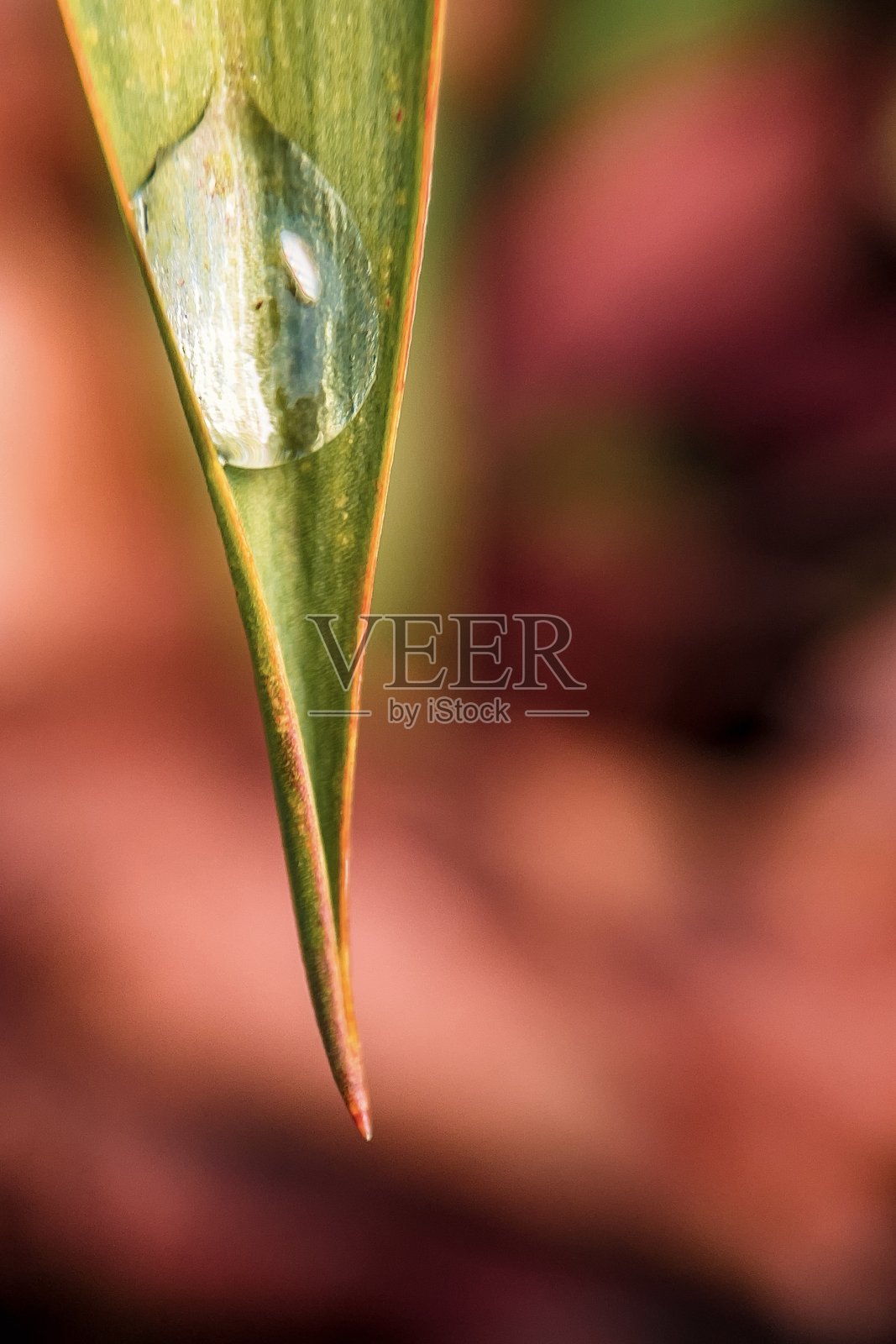 雨滴照片摄影图片