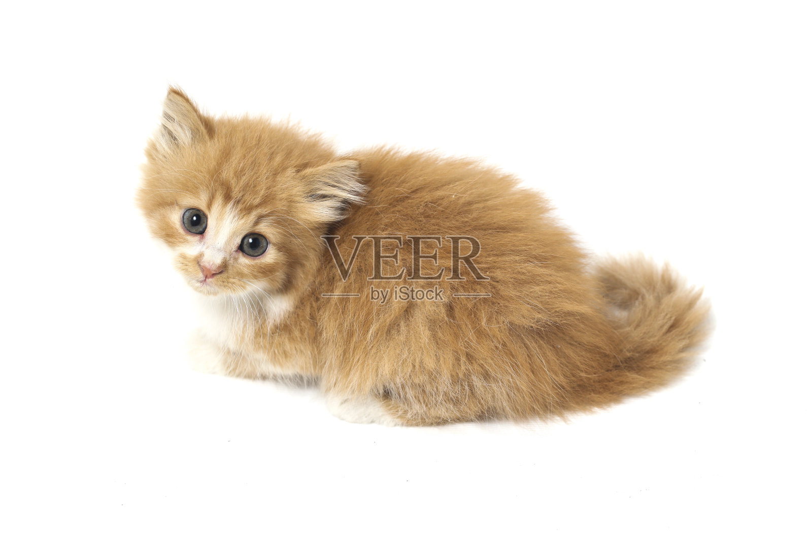 橙色小猫孤立在白色背景上。照片摄影图片