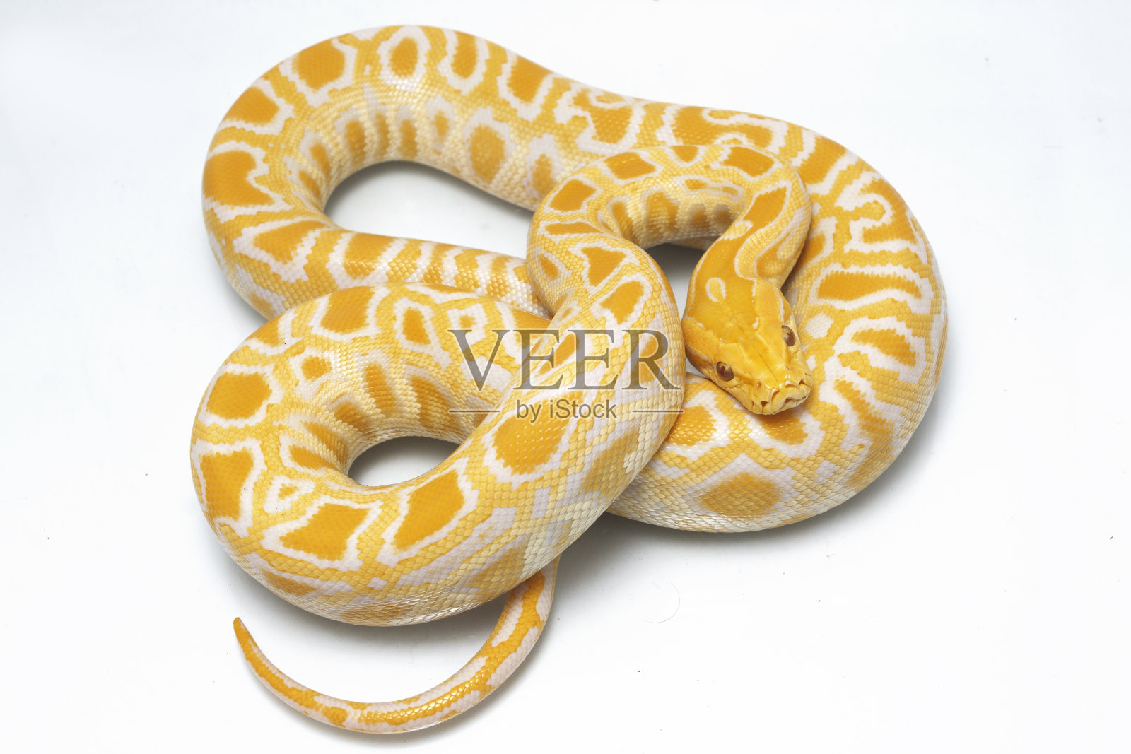 白化缅甸蟒孤立在白色背景上照片摄影图片