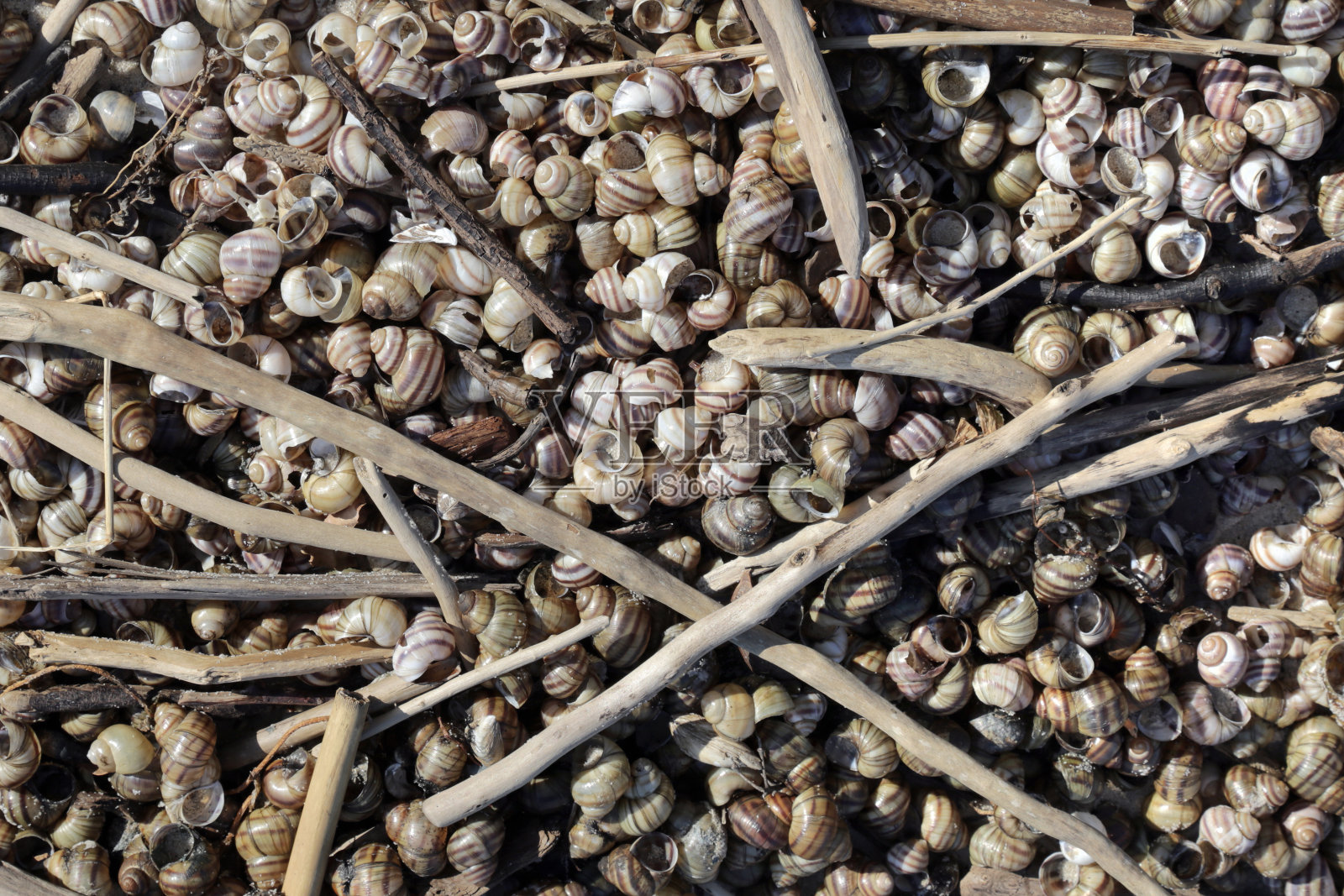 沙滩上的河螺壳(胎生螺)照片摄影图片