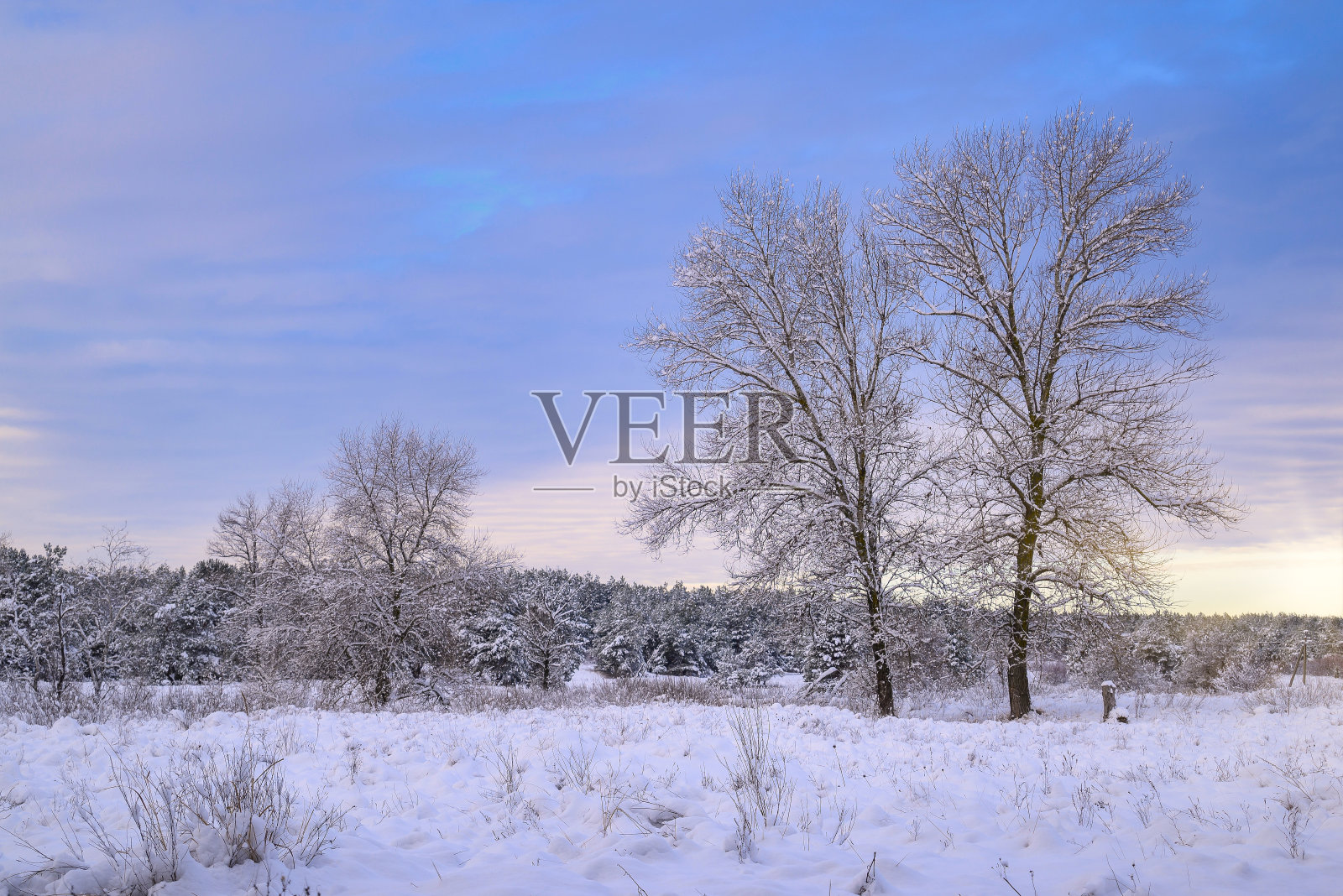 冬天的森林，在一个美丽的晴朗的霜天，有日落和云彩照片摄影图片