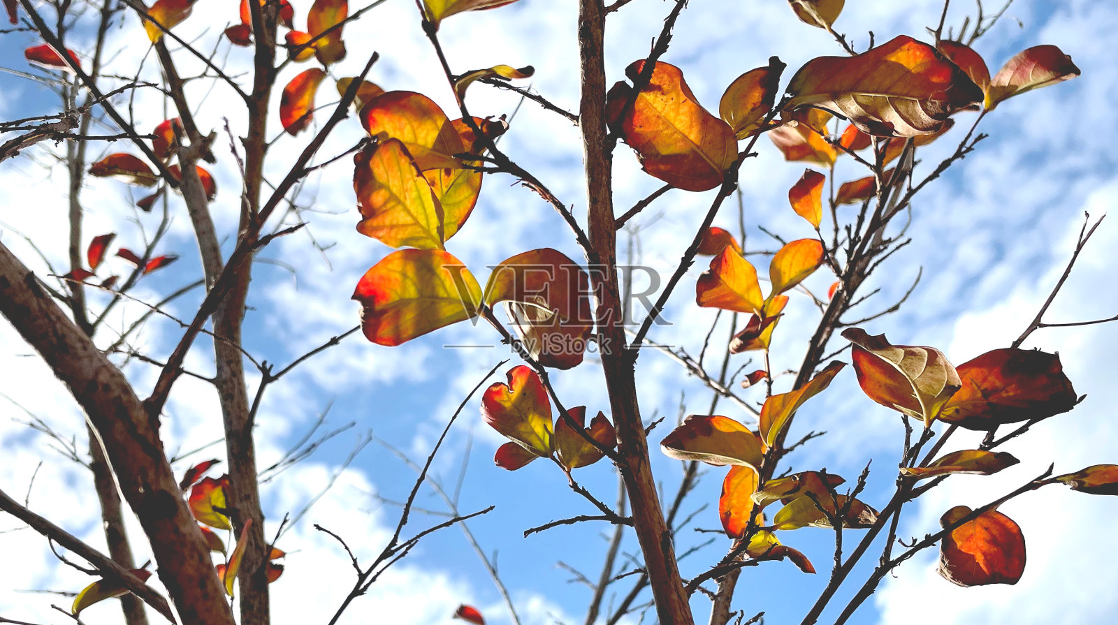秋天多彩的树叶与天空背景照片摄影图片