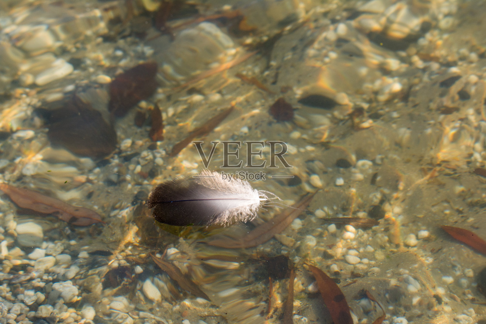 鸟羽毛在水面上照片摄影图片