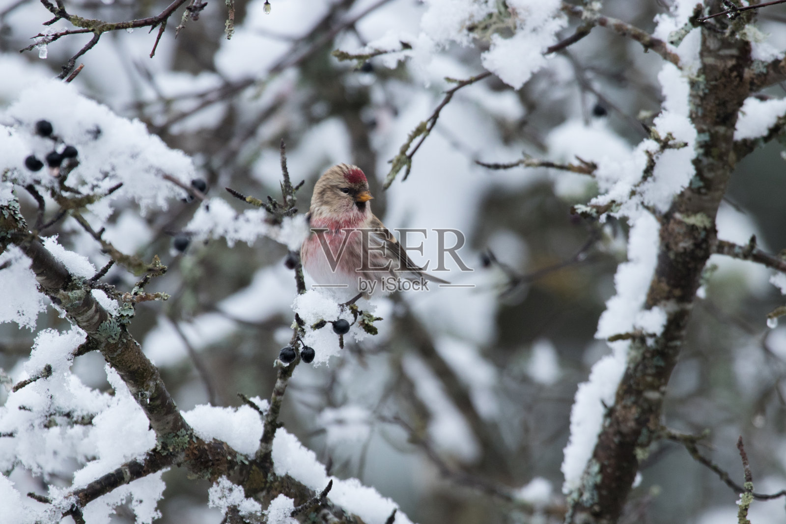 一种好奇的小型欧洲鸣禽红雀，火烈鸟在雪天栖息照片摄影图片