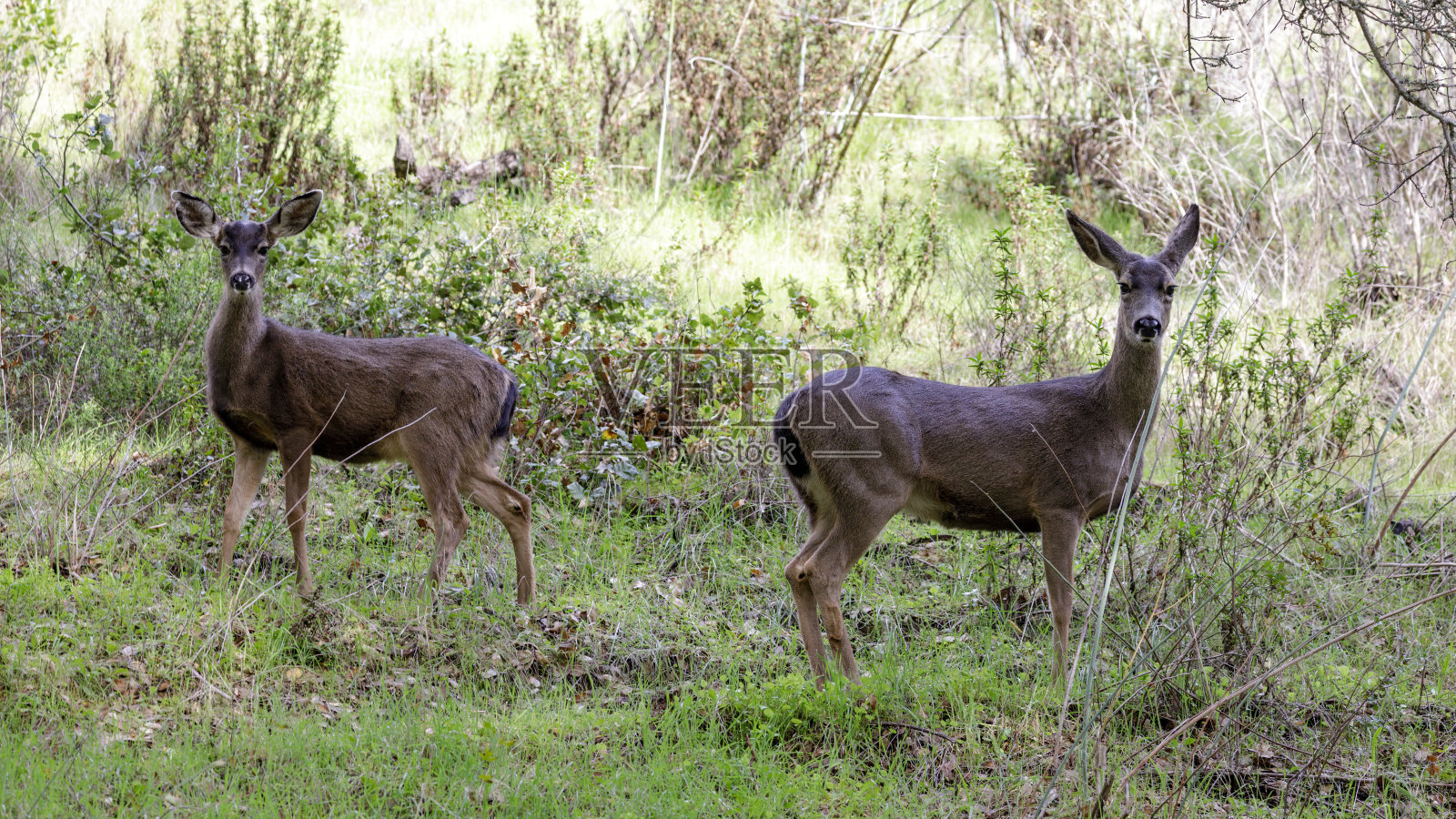 黑尾鹿妈妈和小鹿在草坡上照片摄影图片