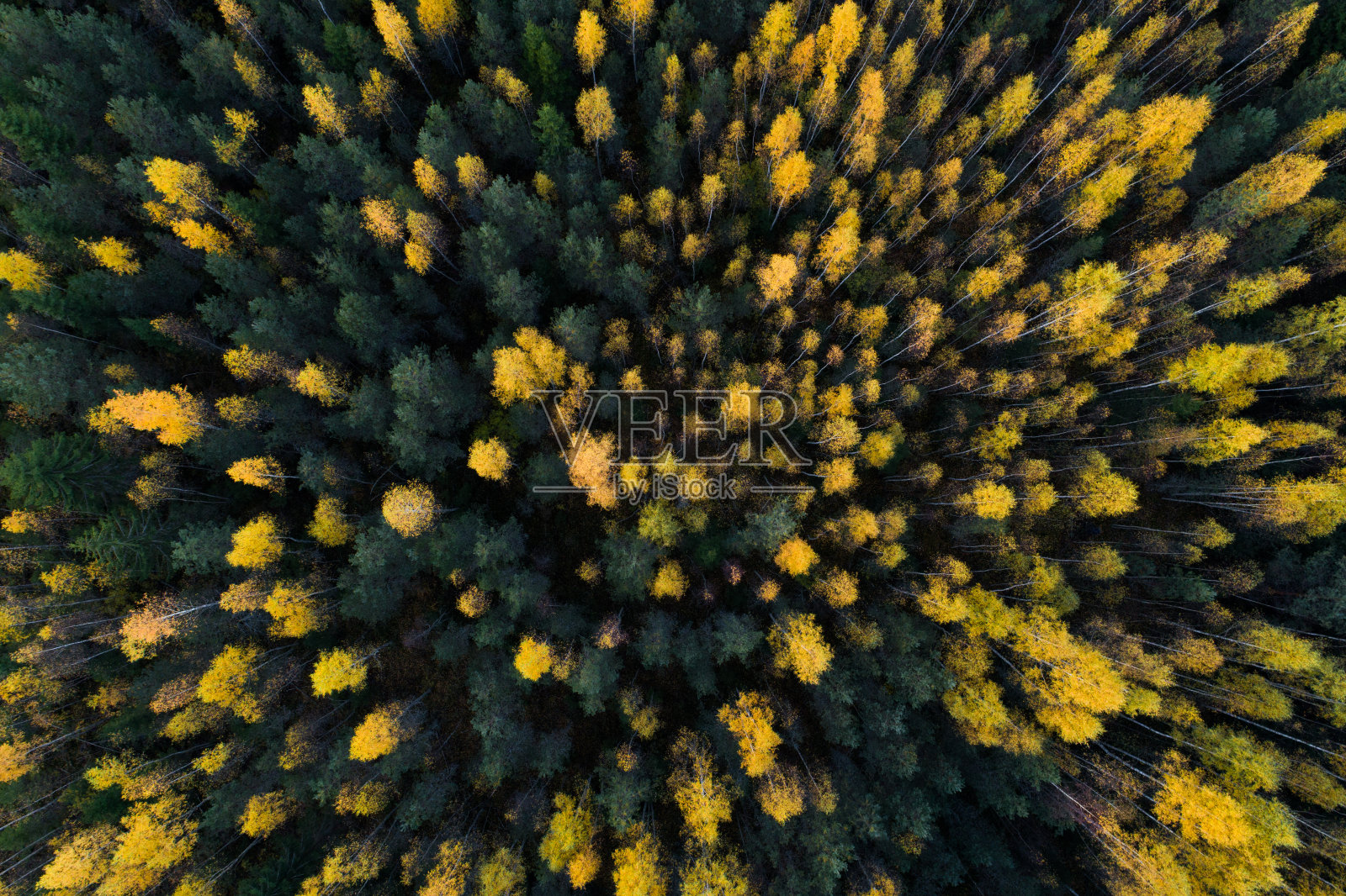 鸟瞰图，自然桦树和云杉在爱沙尼亚的自然秋叶北方森林照片摄影图片
