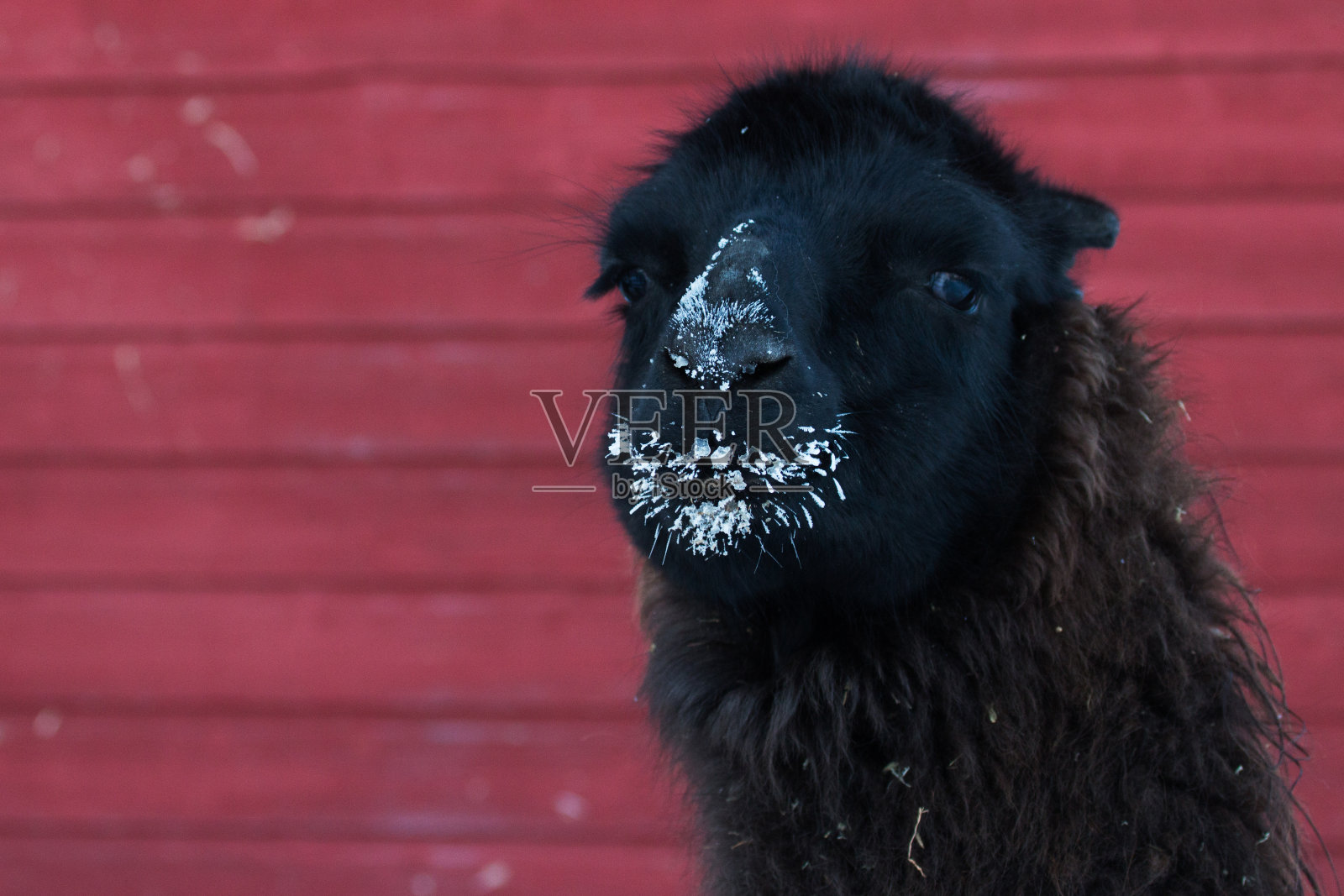 在芬兰寒冷的冬天，一只黑色的羊驼微笑着，它的嘴被霜覆盖着照片摄影图片
