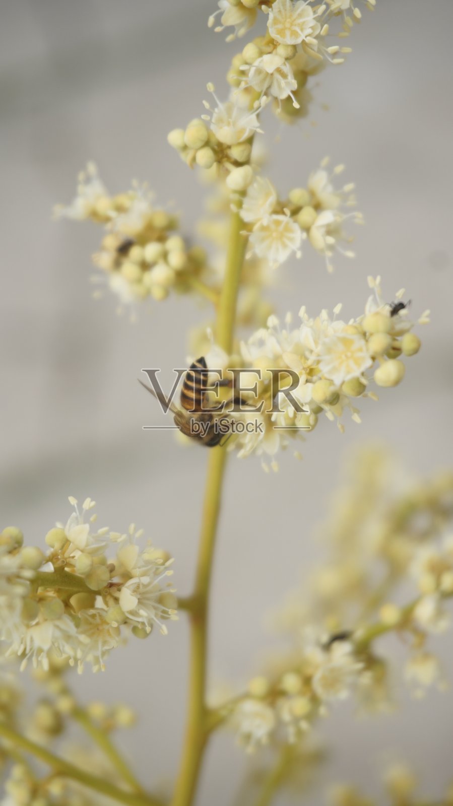 蜜蜂传粉的桂圆照片摄影图片