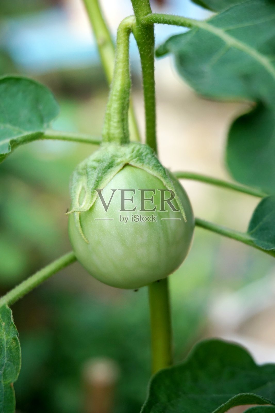 蔬菜园里的茄子照片摄影图片