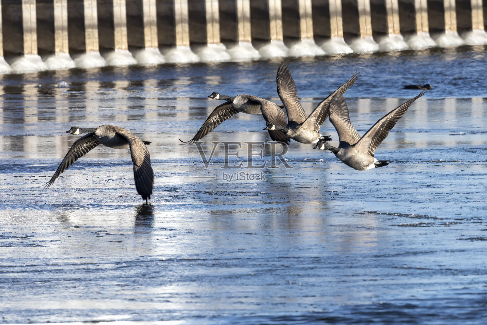 加拿大鹅照片摄影图片