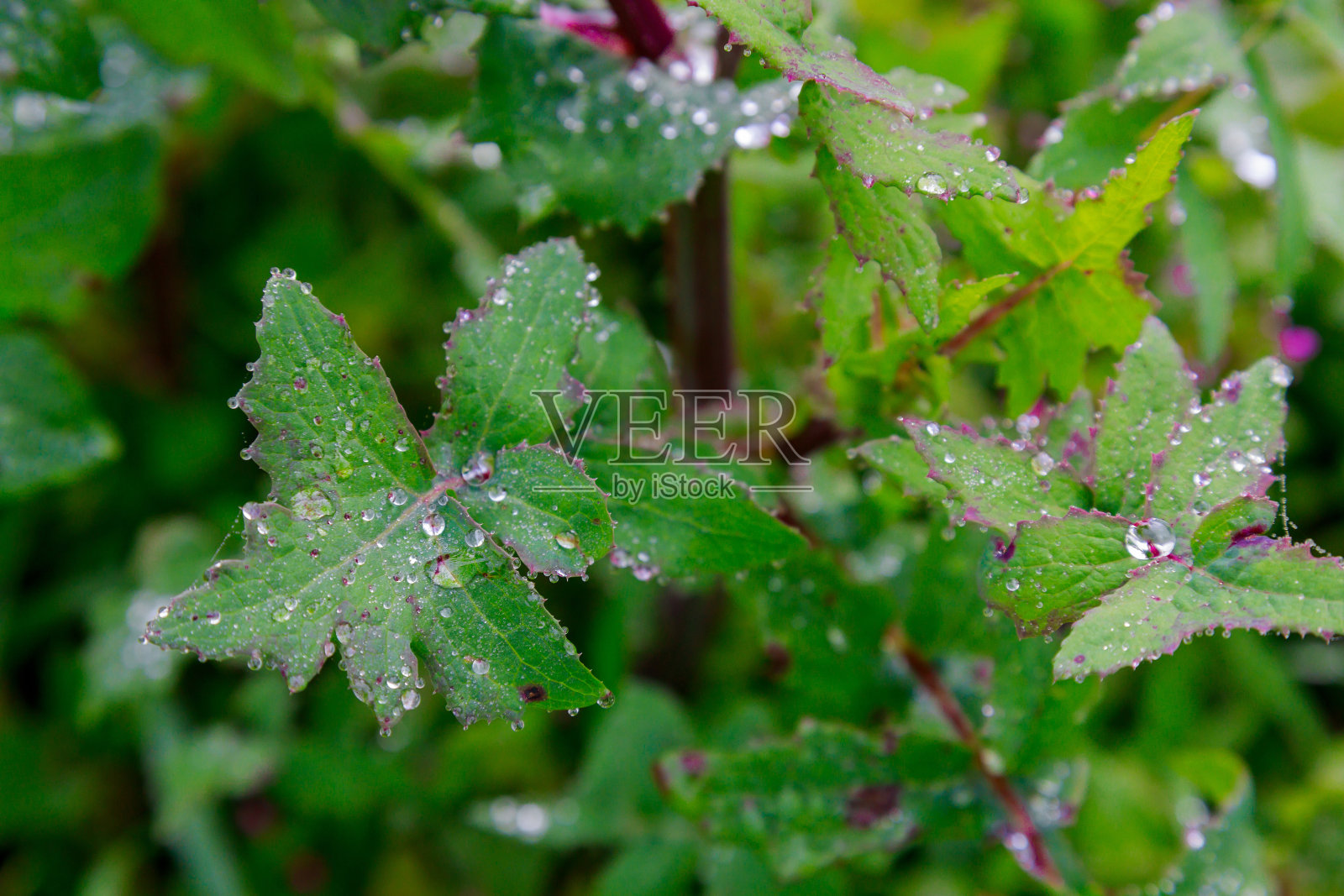 夏天雨后绿叶上的雨滴。照片摄影图片