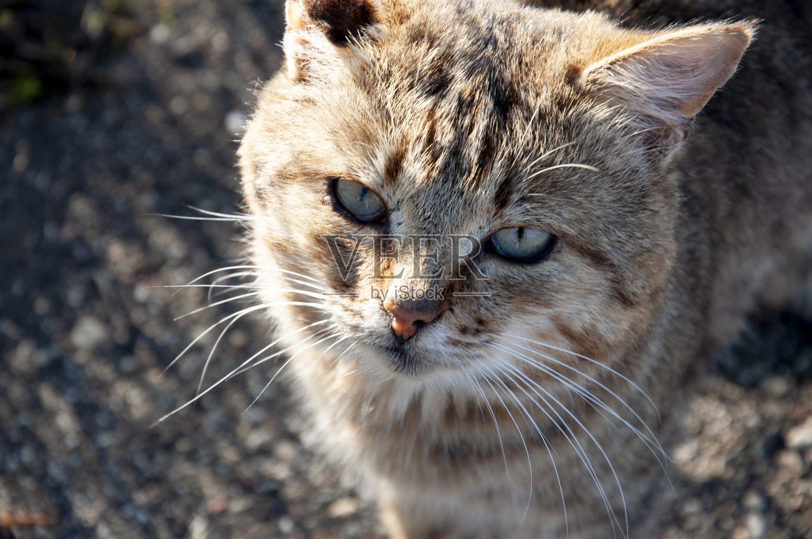 无家可归的三色сat用绿色的眼睛在干草地上展望着院子照片摄影图片