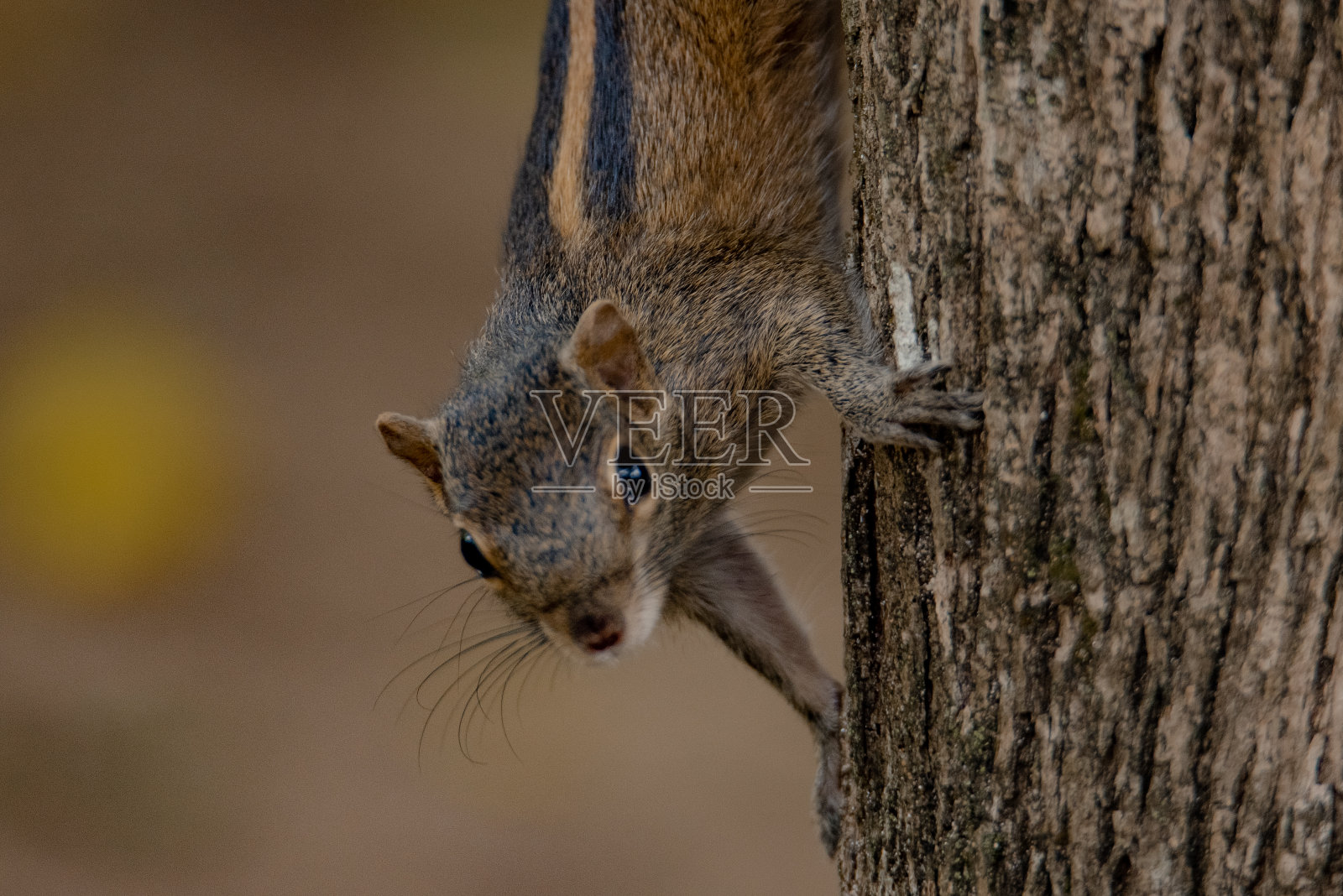 印度棕松鼠或三条纹棕松鼠是一种鼠科啮齿动物，在印度和斯里兰卡自然发现。照片摄影图片