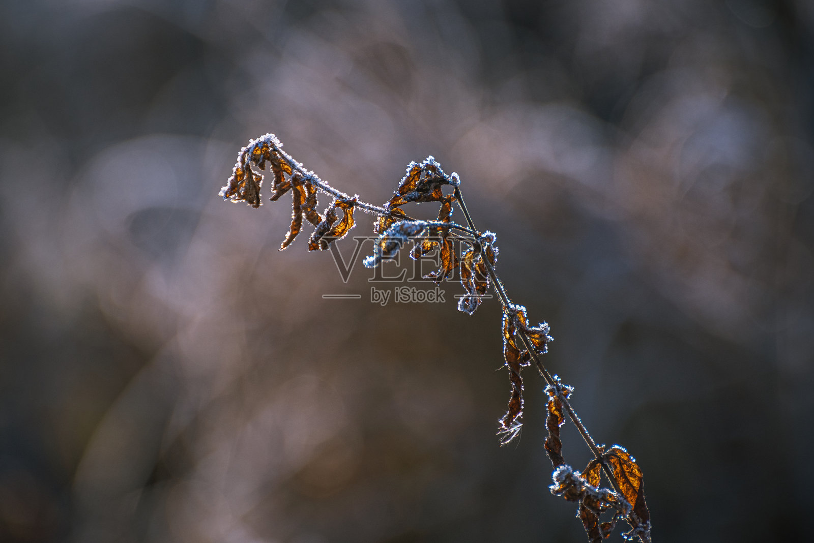 Frosen自然照片摄影图片