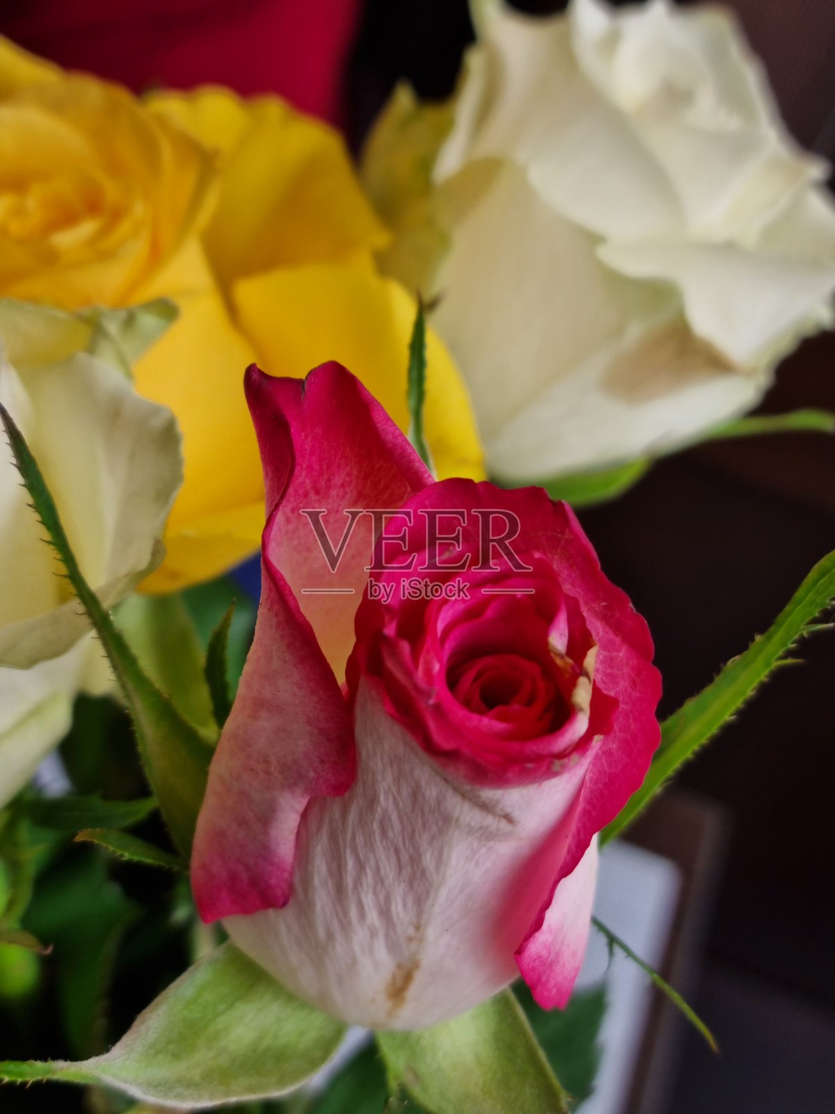 情人节的五彩玫瑰照片摄影图片