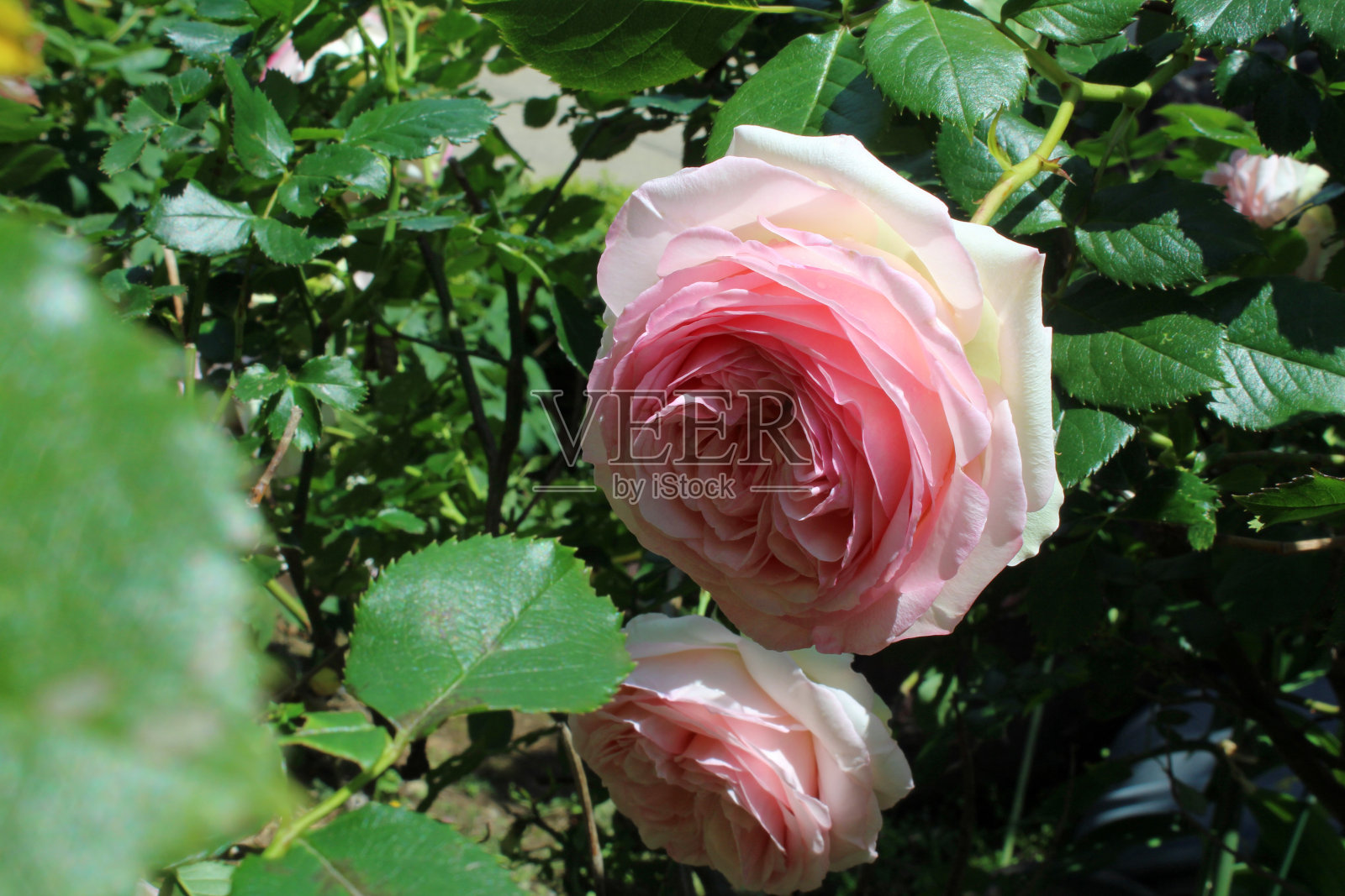 公园里盛开的玫瑰照片摄影图片