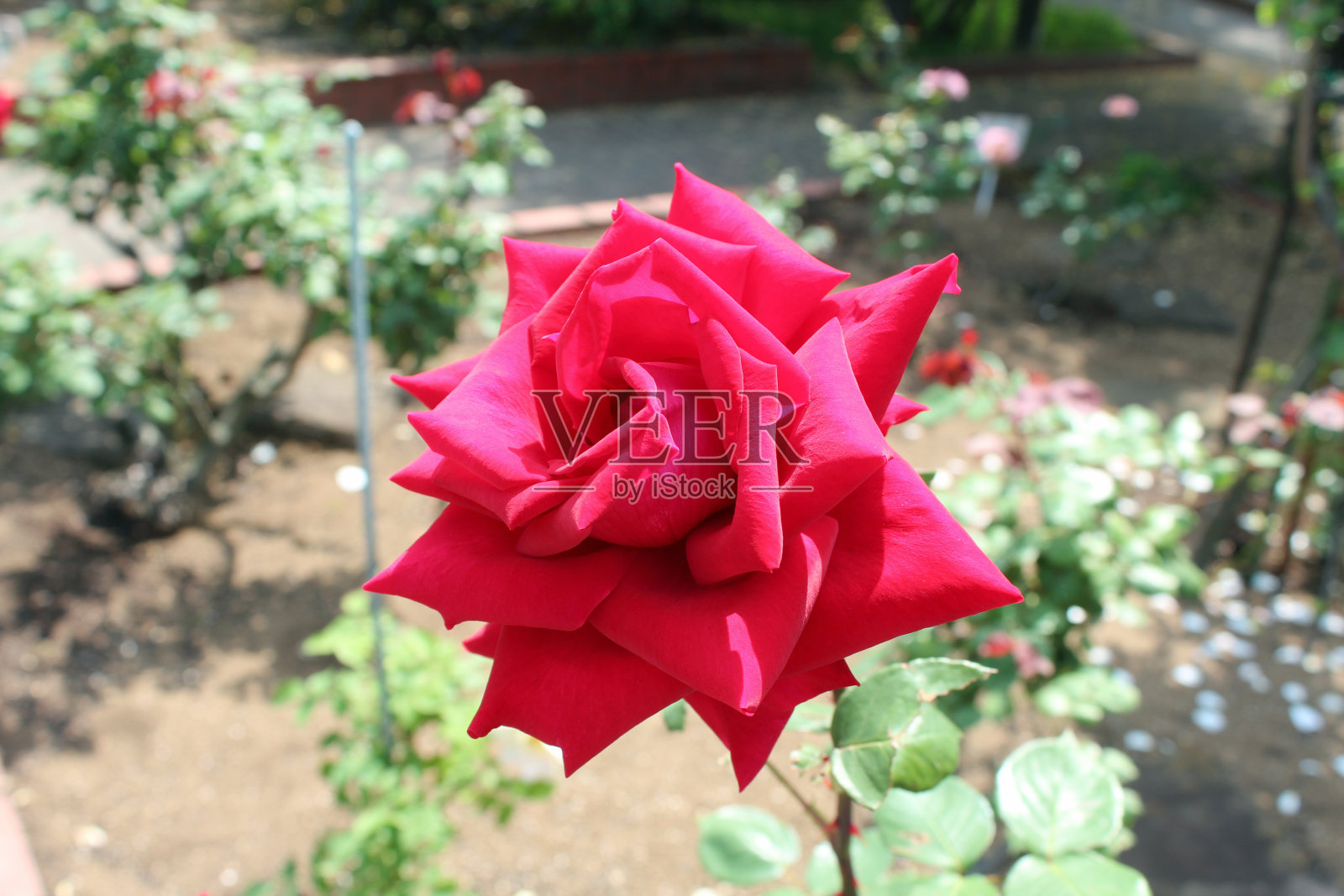 公园里盛开的玫瑰花照片摄影图片