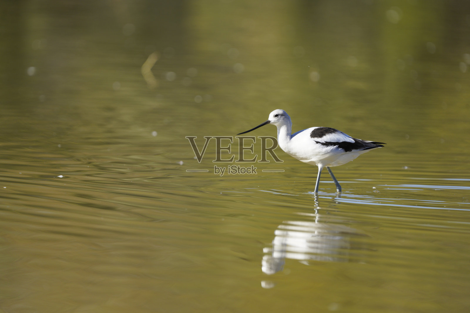 美国Avocet涉水照片摄影图片