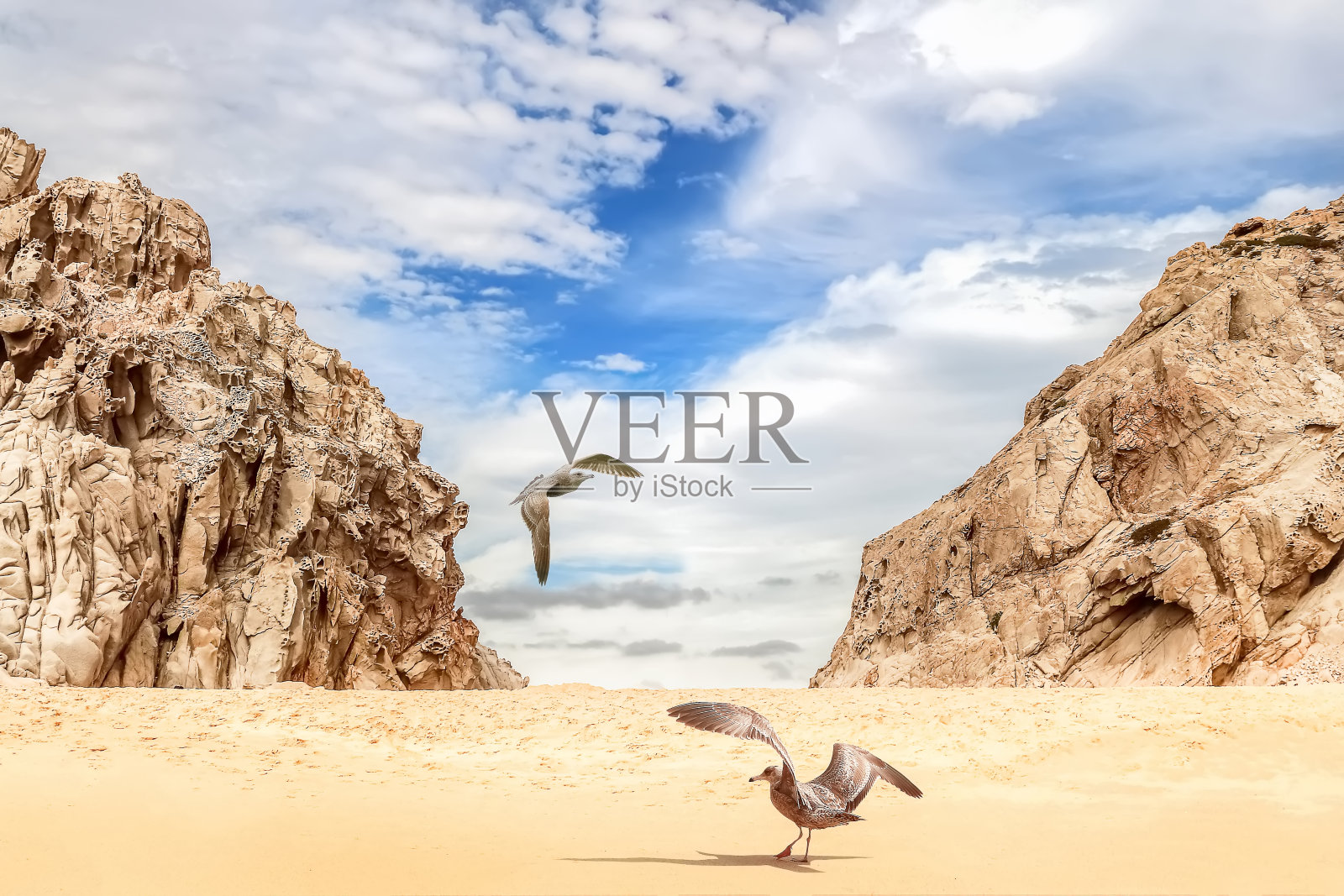 海景。南下加利福尼亚州。墨西哥海岸。野生的岩石海滩和海鸥。照片摄影图片