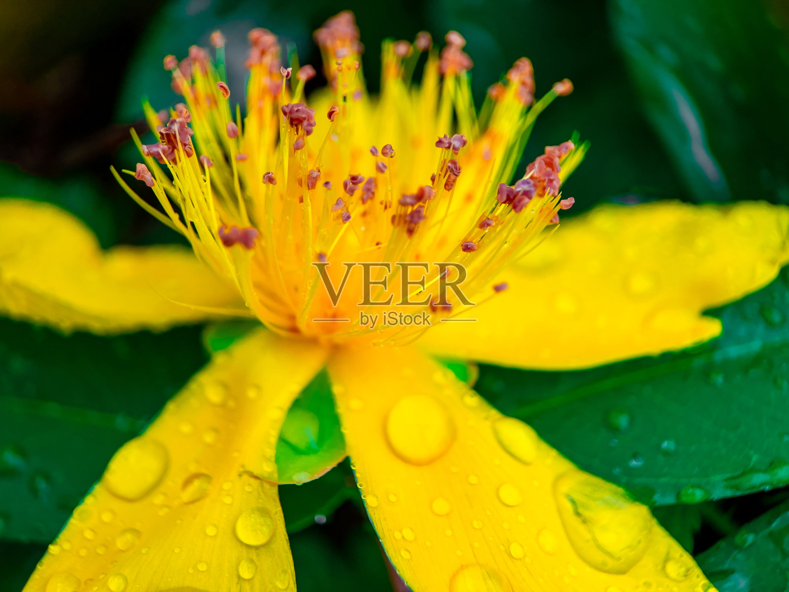 花照片摄影图片