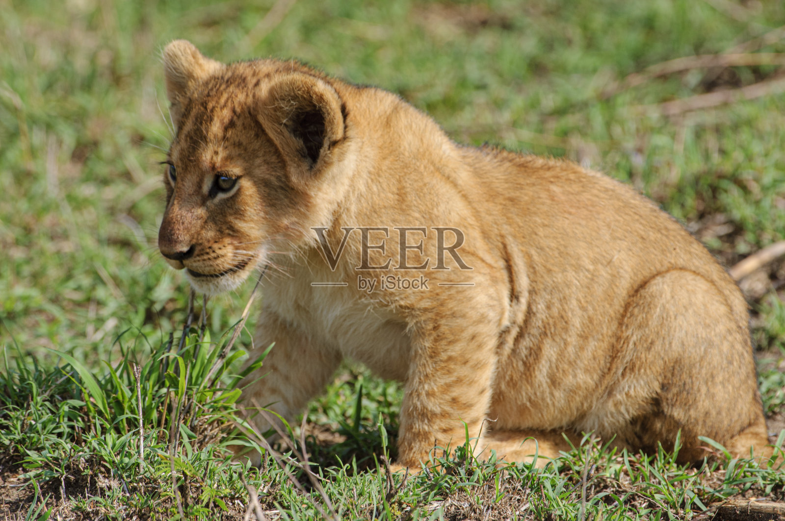 野生小狮子照片摄影图片