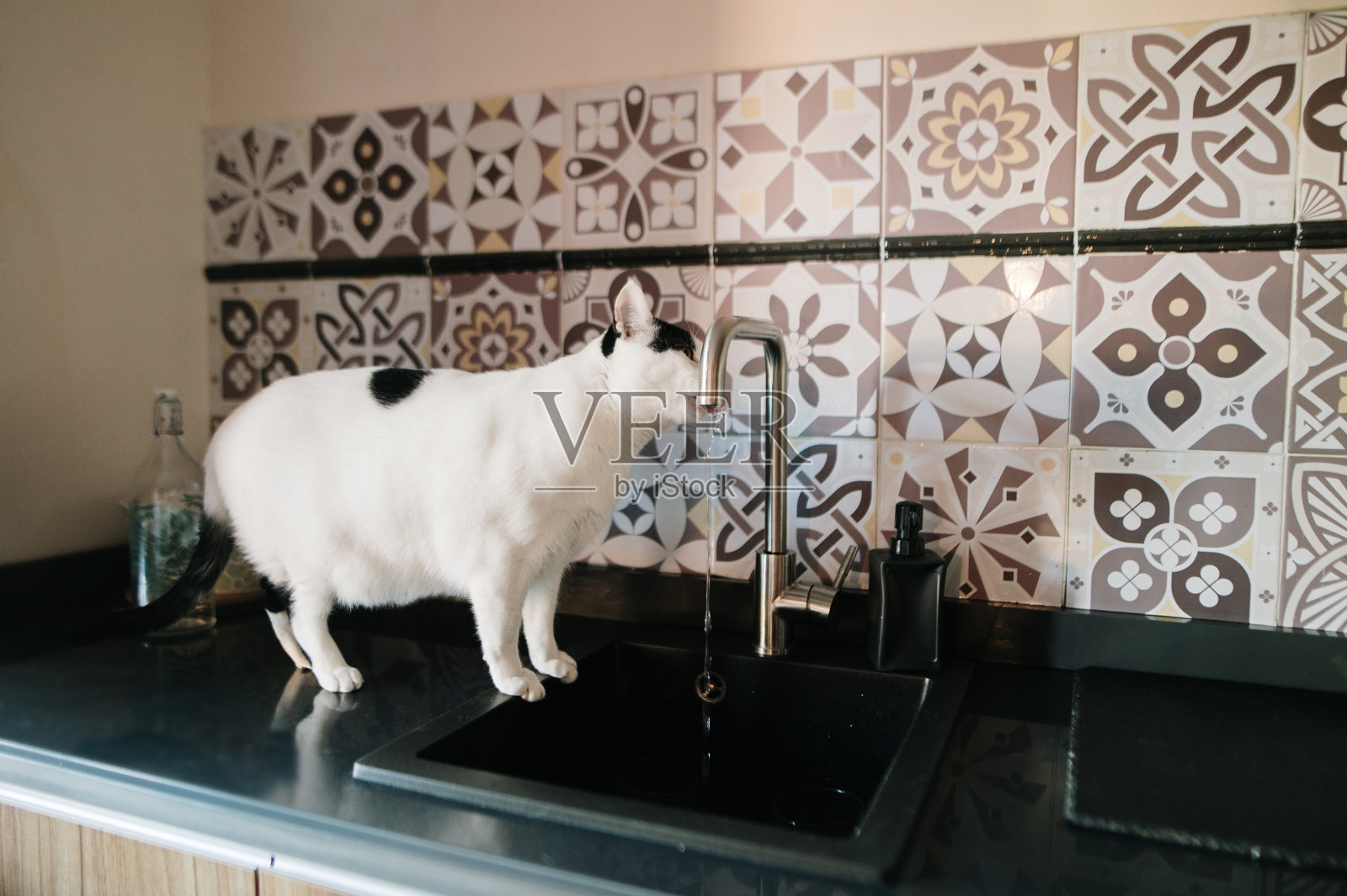 猫从厨房水龙头里喝水照片摄影图片