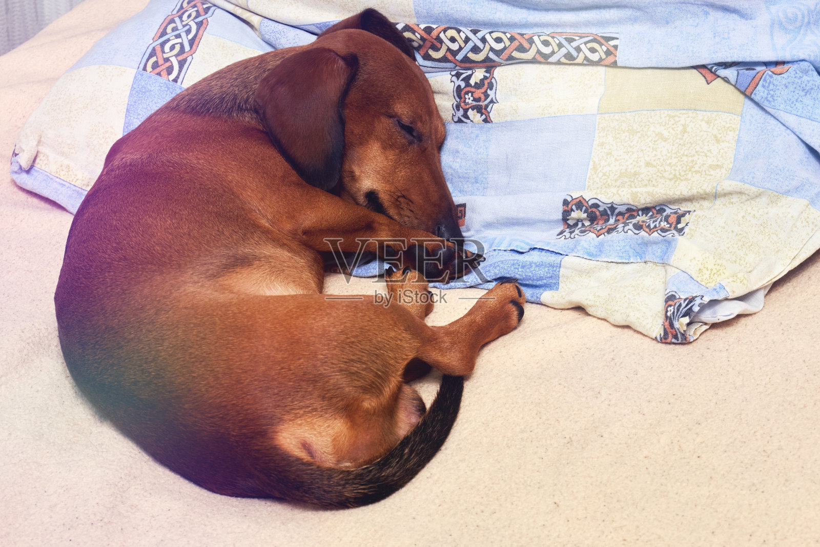 睡觉小腊肠照片摄影图片