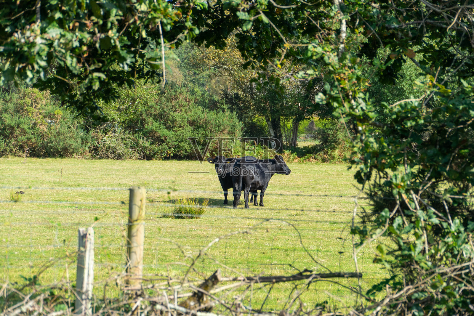 牛在现场照片摄影图片