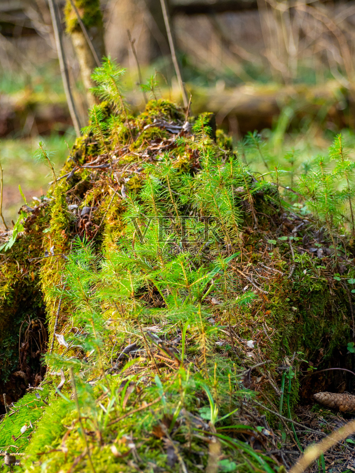 森林里的树桩上长满了青苔和嫩芽。森林景观。一天照片摄影图片