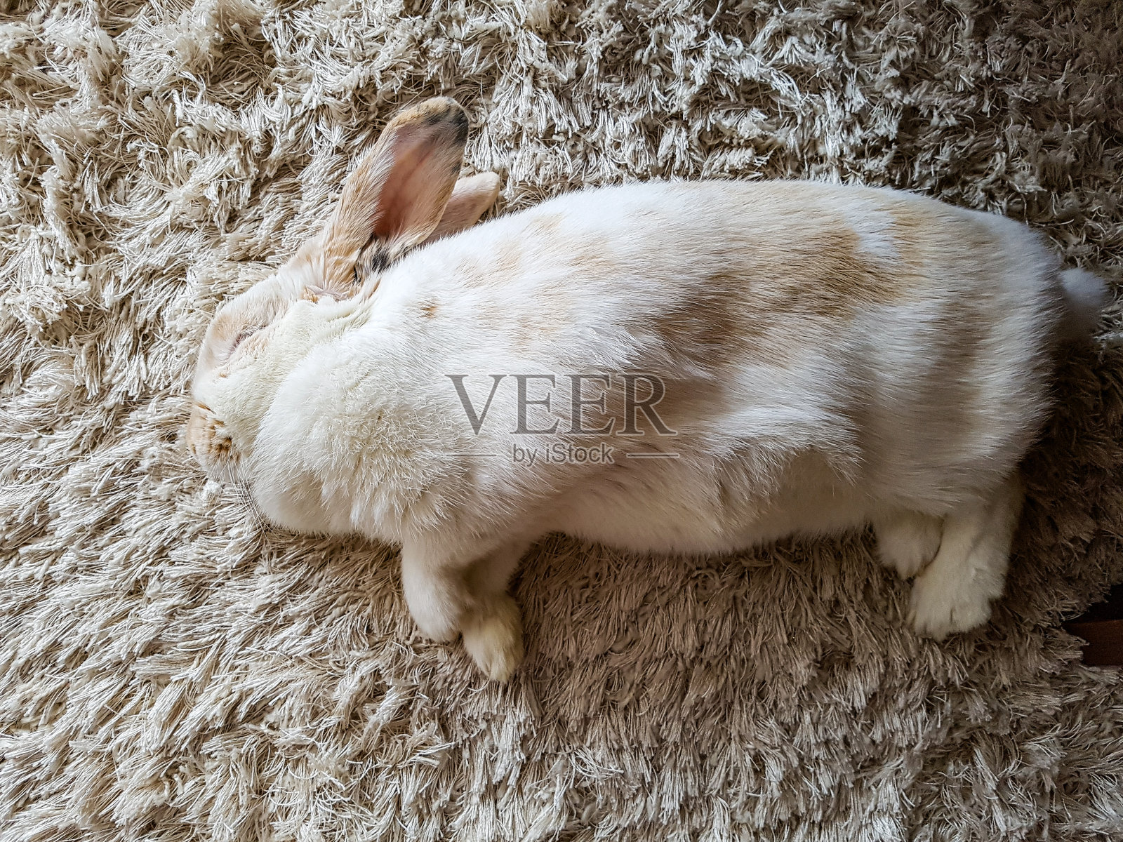 可爱的兔子，复活节兔子，侏儒公羊照片摄影图片