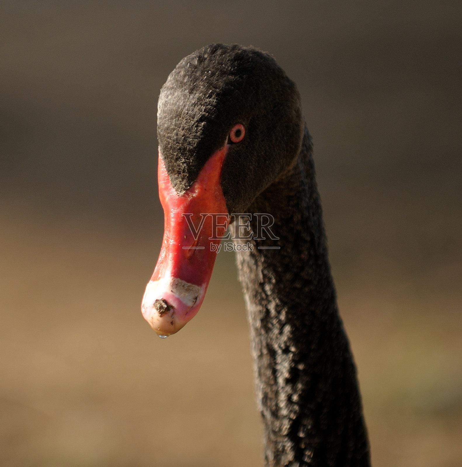 黑天鹅照片摄影图片