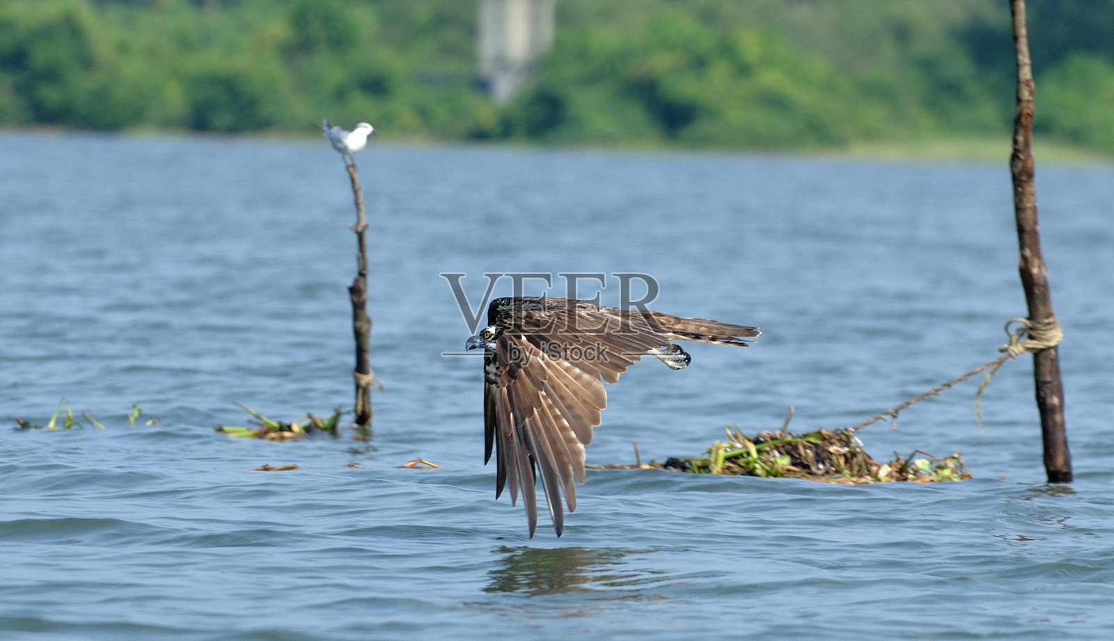 鱼鹰照片摄影图片