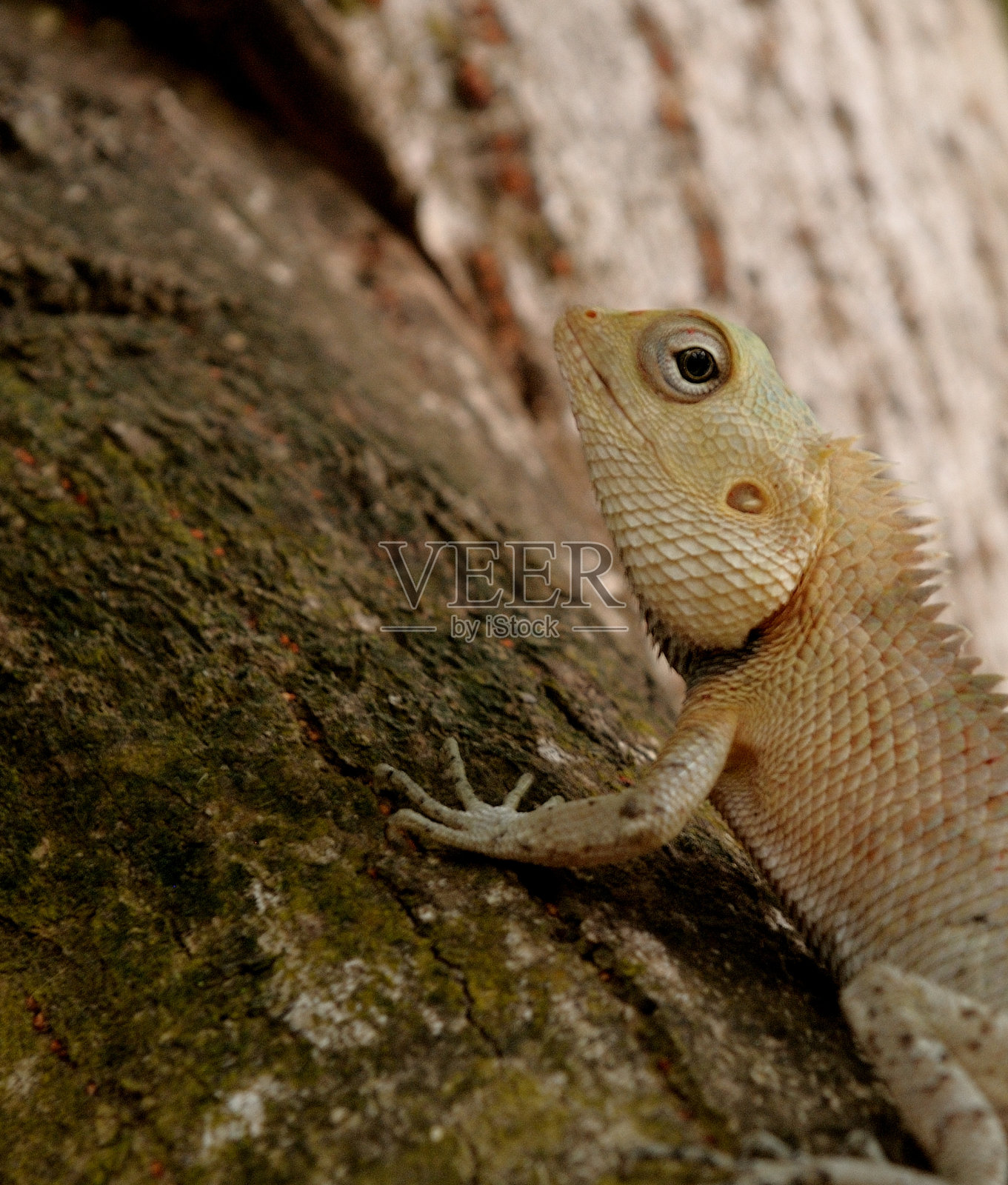 花园的蜥蜴照片摄影图片