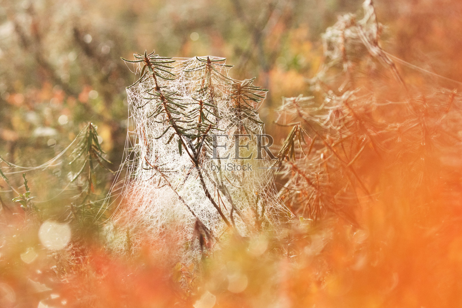 在奥兰卡国家公园一个美丽多彩的早晨，野生迷迭香、绒毛杜鹃被蜘蛛网覆盖照片摄影图片
