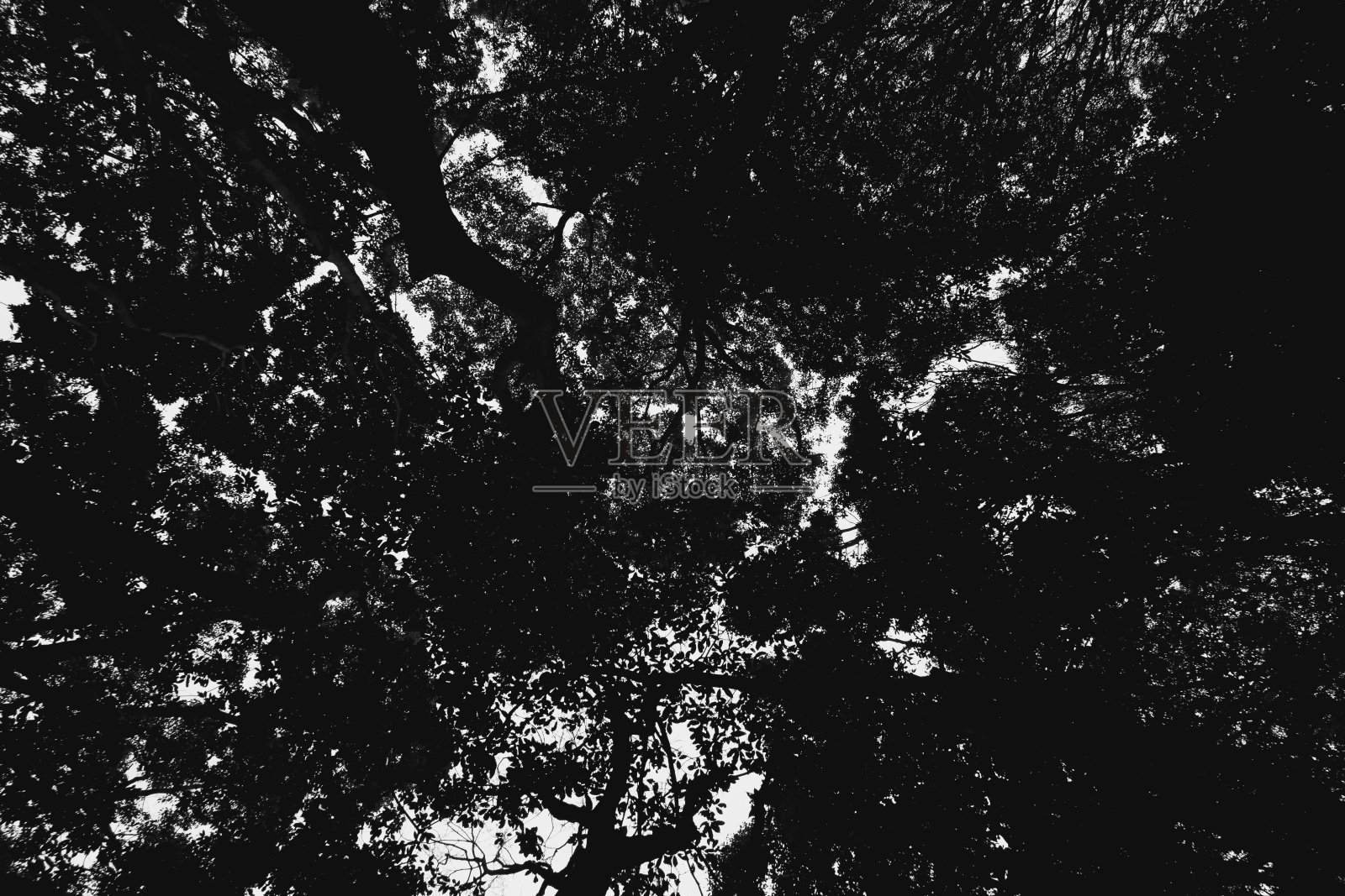 一棵树向上看的剪影照片摄影图片