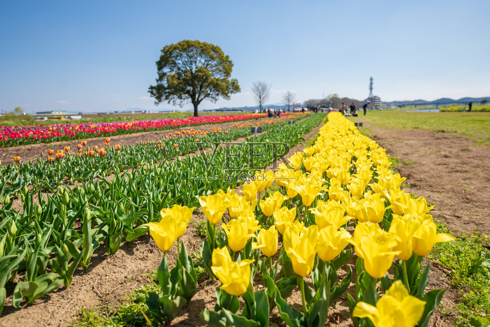 蔚蓝的天空和盛开的郁金香照片摄影图片